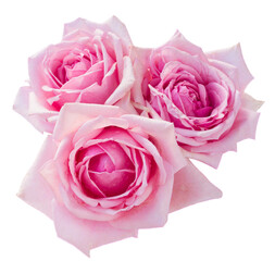 Sticker - three pink blooming roses