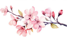 Blossoming spring watercolor plant tree pink floral illustration nature flowers