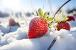 Close up of Strawberry fruit growing in agricultural field covered in snow