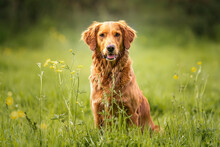 Golden Retriever Sitting Up In A Field Looking At The Camera