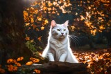 Fototapeta Koty - Harvest Harmony with a Fluffy Friend: White Cat's World