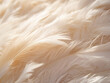 Detailed shot of a plain, white feather with subtle textures. 