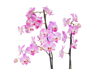 Wall Mural - fresh pink  orchid branch