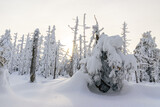 Fototapeta Fototapety na ścianę - Zimowy, zmrożony, biały las pełen śniegu w górach w Karkonoszach