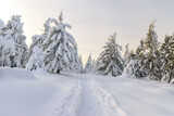 Fototapeta Na ścianę - Zimowy, zmrożony, biały las pełen śniegu w górach w Karkonoszach