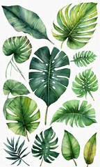  Collection Of Isolated Jungle Tropical Leaves In Watercolor.