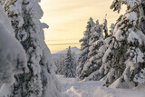 Fototapeta Fototapety na ścianę - Magiczny Zimowy Krajobraz: Śnieżka w Karkonoszach