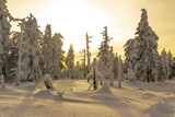 Fototapeta Na ścianę - Zimowy, zmrożony, biały las pełen śniegu w górach w Karkonoszach, o zachodzie słońca