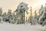 Fototapeta Fototapety na ścianę - Zimowy, zmrożony, biały las pełen śniegu w górach w Karkonoszach, o zachodzie słońca