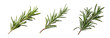 Set of fragrant pieces of rosemary, cut out - stock png.