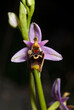 Karpathos-Ragwurz // Karpathos Bee Orchid (Ophrys helios) - endemische Orchidee von der griechischen Insel Karpathos