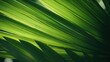 © venusvi - abstract green leaf texture Nature background. Tropical leaves.