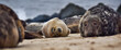 Seal colony, England