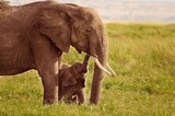 Fototapeta Sawanna - rodzina słoni