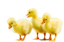 Three Small Yellow Goose On White Isolated Background
