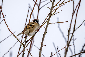 Sperling - Spatz im Winter 