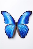 Fototapeta Motyle - Blue Morpho Butterfly isolated on white background 
