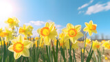 Fototapeta Tulipany - Bright yellow daffodils swaying in a gentle breeze on a sunny spring day.