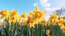 Bright Yellow Daffodils Swaying In A Gentle Breeze On A Sunny Spring Day.