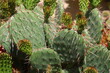 kaktus opuncja opuntia nad rojnikiem Monika