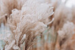 © mdyn - Abstract natural background of soft plants Cortaderia selloana. Pampas grass on a blurry bokeh, Dry reeds boho style. Fluffy stems of tall grass in winter
