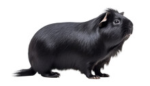 Black Guinea Pig Isolated On Transparent Background Cutout