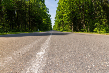 Wall Mural - paved road with trees in the forest in sunny weather