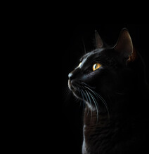 Profile Portrait Of Black Cat On A Black Background With Copy Space