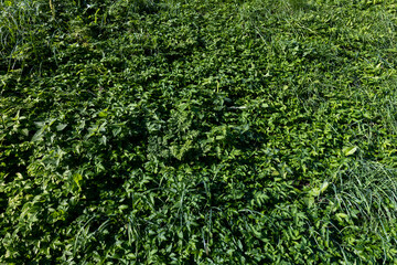 Wall Mural - field with grass for harvesting fodder for cows