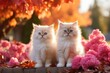 Two cute fluffy pussy cats sit together in a sunny autumn garden