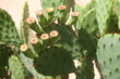 kaktus opuncja opuntia macrorhiza kwiat żółty