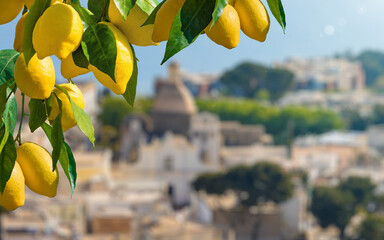 Wall Mural - Ripe yellow lemons with green leaves. Beautiful island of Capri on blurred background