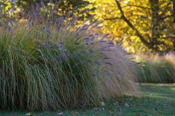 pennisetum alopecuroides hameln foxtail fountain grass growing in the park, beautiful ornamental aut