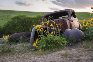 Flowers Growing Out Of Old Car