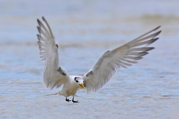 Poster - Eilseeschwalbe // Greater crested tern (Thalasseus bergii) - Neukaledonien