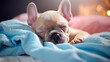 French bulldog puppies sleeping on the bed