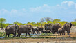 Panoramic view of  a herd of elephants having fun at a waterhole -  Rietfontein, Etosha