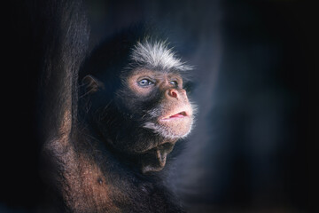 Poster - White-cheeked Spider Monkey (Ateles marginatus) face