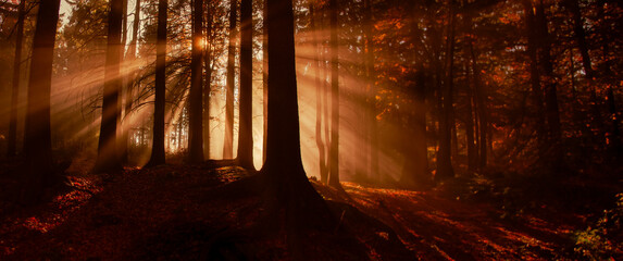 Poster - an old foggy forest - autumn