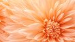 © Friedbert - A close up of a flower with a white background, peach fuzz, color of the year 2024, monochromatic image