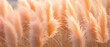 close view of pampas grass pastel peachy color embracing   new year  2024 color  peach fuzz 
