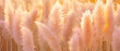 pampas grass pastel peachy color embracing   new year  2024 color  peach fuzz 