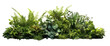 shrubbery plants on the ground isolated on transparent background