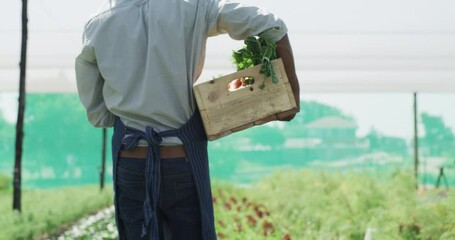 Wall Mural - Farmer, walking and basket in greenhouse with vegetables, plants and hydroponic growth and harvest. Sustainable, farming or man with crate in agriculture, plantation or garden with production of food