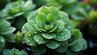 Aeonium. aeonium arboretum aloe flower botany green color with water drops
