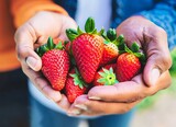 Fototapeta  - Compartiendo la Generosidad de la Tierra. Primer plano de dos manos ofreciendo fresas y frambuesas.