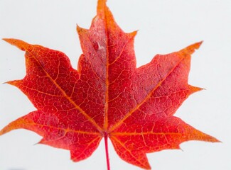 canadian maple leaf isolated on white background