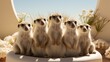 A lively gathering of snouted meerkats, their furry bodies standing tall on hind legs, evoking a sense of unity and wildness within the animal kingdom