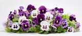 Purple and white pansies with a graded color blend.