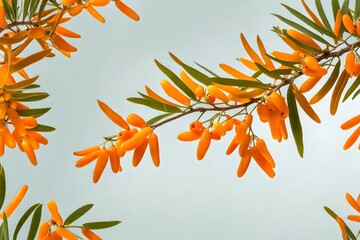 Wall Mural - branch of seabuckthorn with leaves isolated on transparent background 